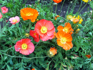 Картинка цветы маки