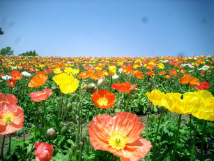 Картинка цветы маки