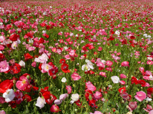 Картинка цветы маки