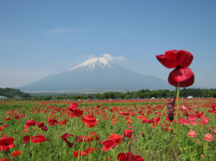 Картинка природа луга