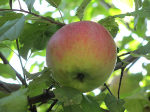 Картинка природа плоды краснобокое ветка