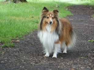 Картинка животные собаки колли