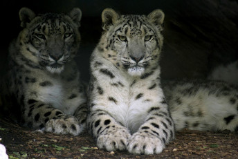 Картинка животные снежный барс ирбис хищник пара пятна белый