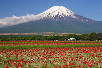 Картинка природа поля