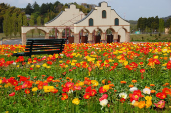 Картинка цветы маки