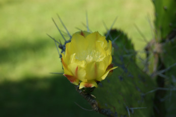 Картинка кактус цветет цветы кактусы иголки