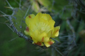 Картинка кактус цветет цветы кактусы иголки