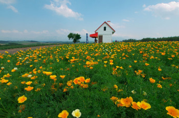 Картинка цветы эшшольция желтый цветок