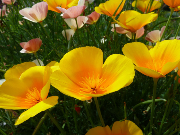 Обои картинки фото цветы, эшшольция, желтый