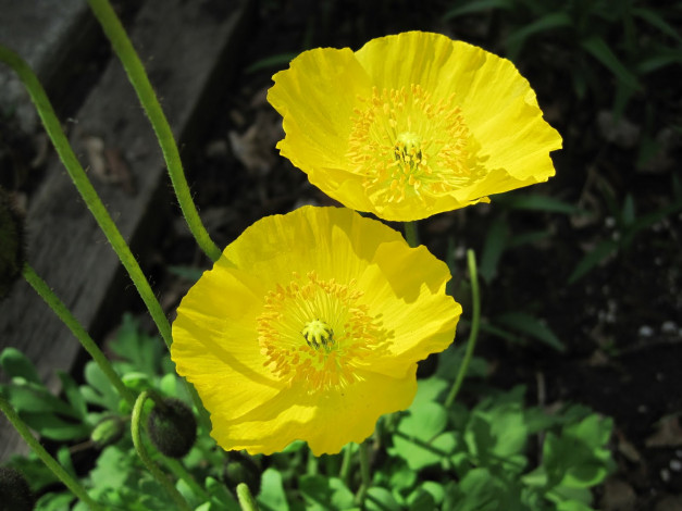 Обои картинки фото цветы, маки