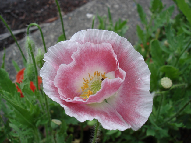 Обои картинки фото цветы, маки