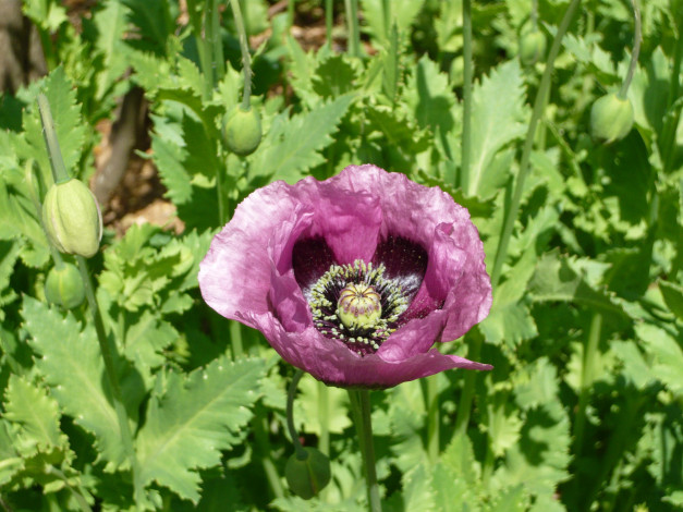 Обои картинки фото цветы, маки