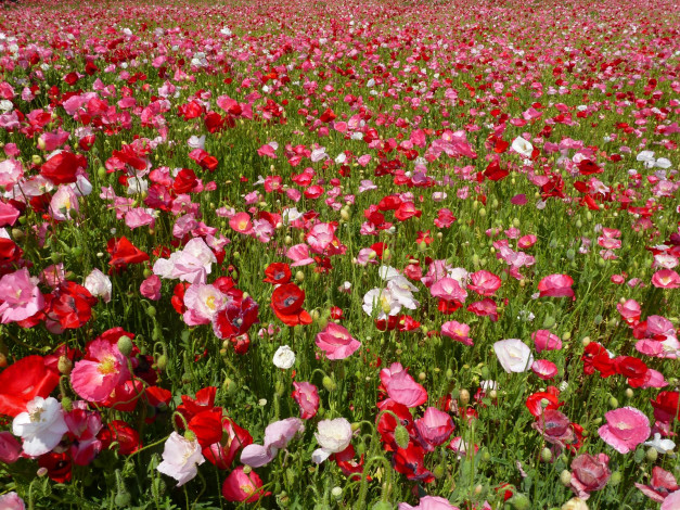 Обои картинки фото цветы, маки