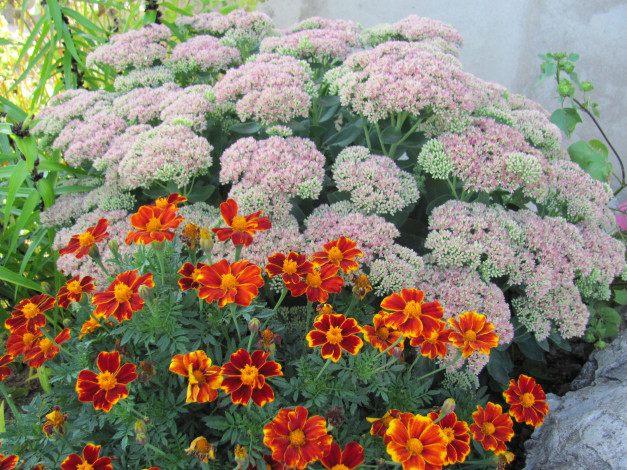 Обои картинки фото цветы, разные, вместе, оранжевые, розовые, соцветия