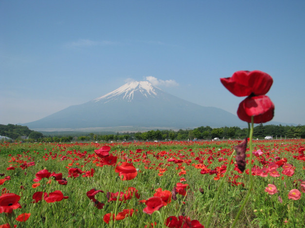 Обои картинки фото природа, луга