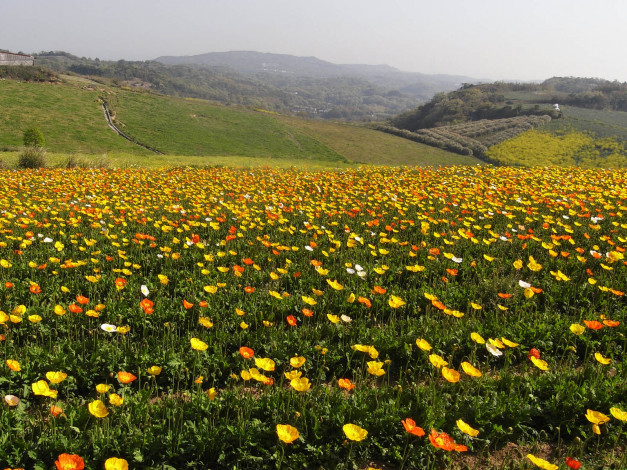 Обои картинки фото природа, поля