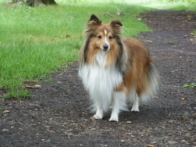 Обои картинки фото животные, собаки, колли