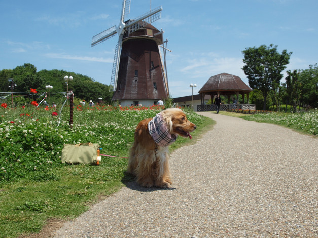 Обои картинки фото животные, собаки, спаниель, мельница