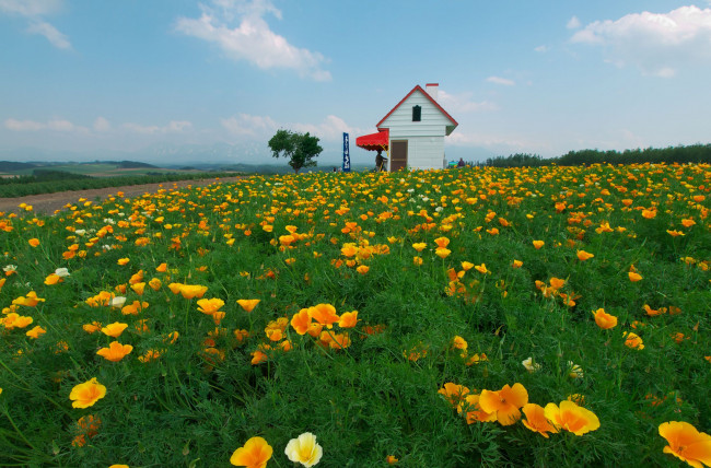Обои картинки фото цветы, эшшольция, желтый, цветок