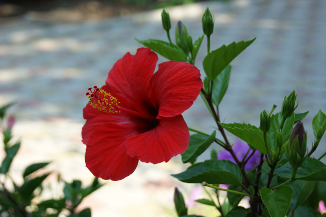 Обои картинки фото цветы, гибискусы, алый, цветок, серый, фон, бутоны