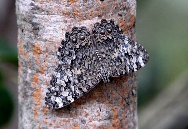 Обои картинки фото животные, бабочки, крылья, серый, пестрый