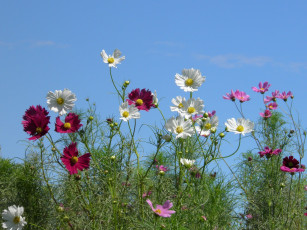Картинка цветы космея небо