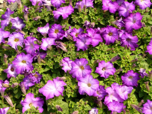 Картинка цветы петунии калибрахоа петунья