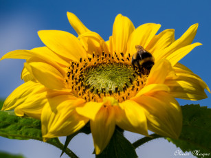 Картинка цветы подсолнухи