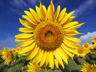 Картинка цветы подсолнухи подсолнух