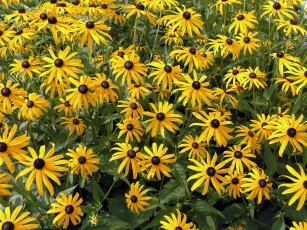 Картинка цветы рудбекия много желтый