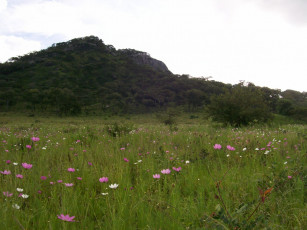 Картинка природа луга луг скала лес