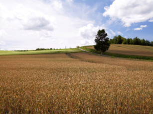 Картинка природа поля поле