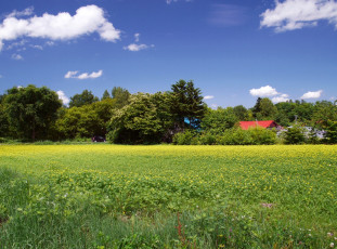 Картинка природа поля поле