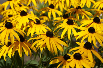 Картинка цветы рудбекия бутоны