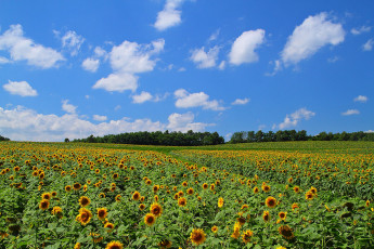 Картинка цветы подсолнухи облака небо