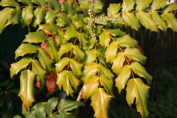 Картинка природа листья