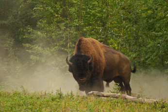 Картинка животные зубры бизоны бизон