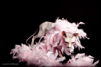 Картинка животные коты кот