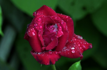 Картинка цветы розы капли бутон