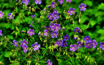 Картинка цветы герань сиреневый