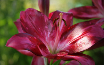 Картинка цветы лилии лилейники макро