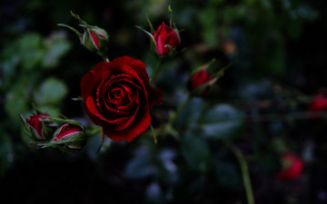 Картинка цветы розы роза