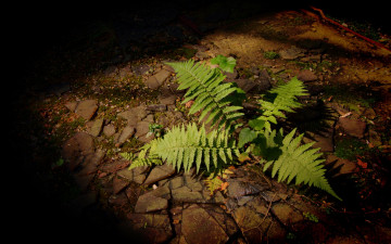 Картинка fern природа листья папоротник стена