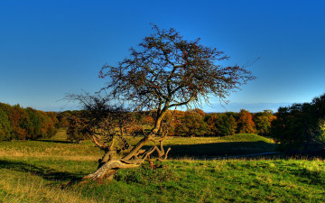 Картинка old apple tree природа деревья яблоня старая
