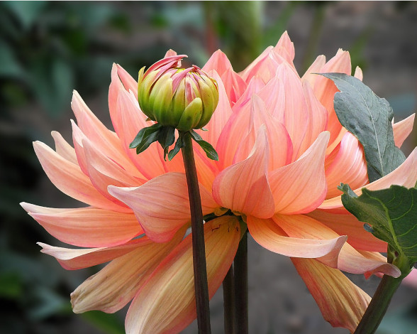 Обои картинки фото цветы, георгины, бутогны