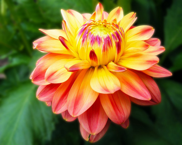 Обои картинки фото цветы, георгины, бутон