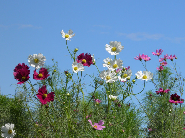 Обои картинки фото цветы, космея, небо