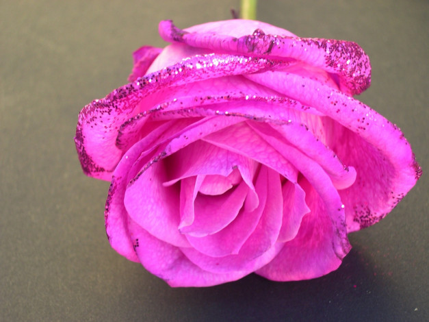 Обои картинки фото цветы, розы, блестки