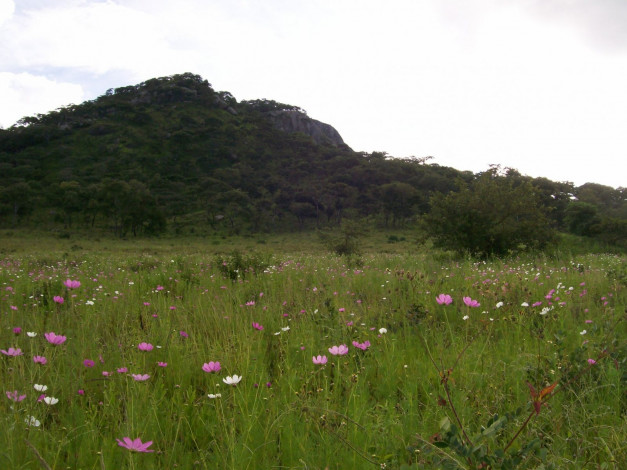 Обои картинки фото природа, луга, луг, скала, лес