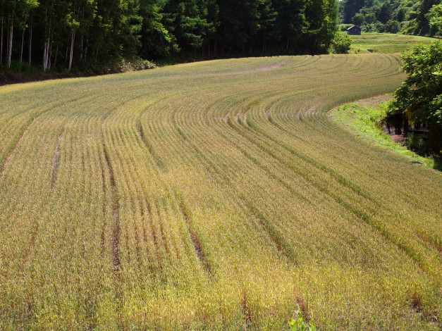 Обои картинки фото природа, поля, поле